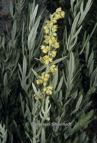 artemisia douglasiana 2 graphic